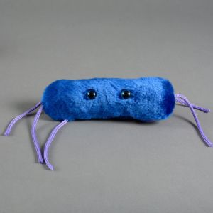 Listeria