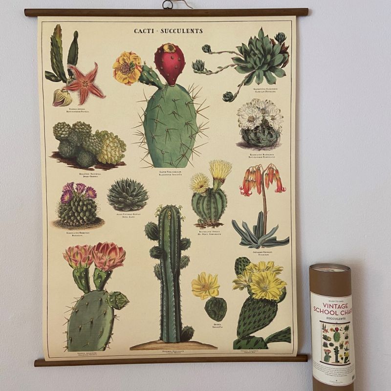 Rullekort, vintage, kaktus og sukkulenter 1