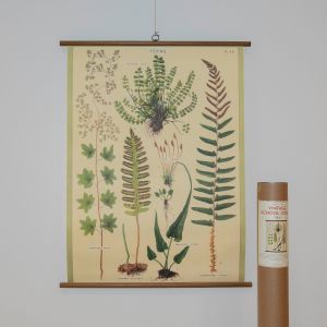 Rullekort med bregner