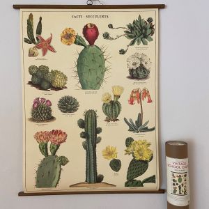 Rullekort, vintage, kaktus og sukkulenter