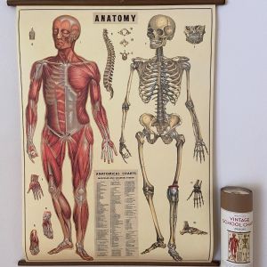 Rullekort, vintage, anatomi