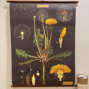 Rullekort mælkebøtte