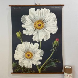 Rullekort med motiv af hvid pigvalmue