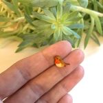 Ørestikker Rødhals small 2