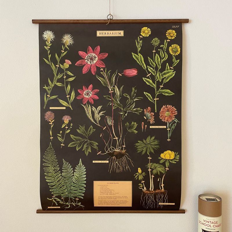 Rullekort, vintage, herbarium 1