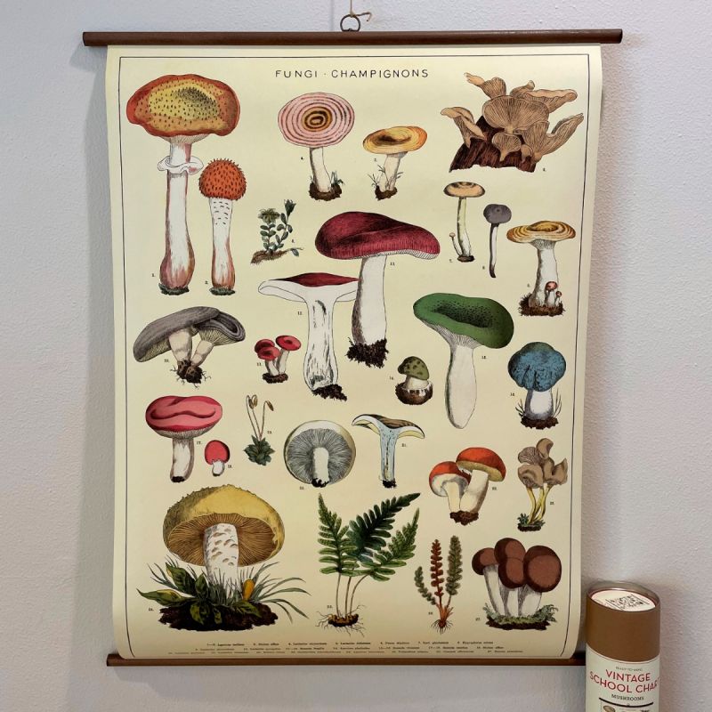 Rullekort, vintage, svampe 1