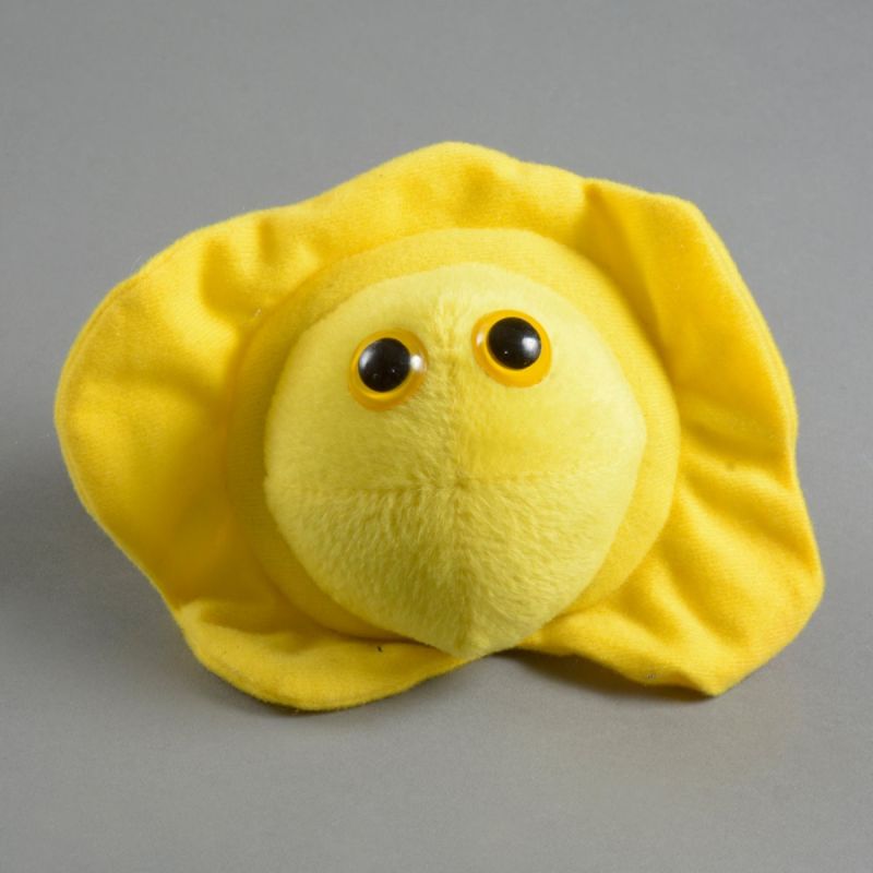 Herpes 1