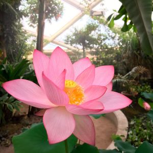 Lyserød lotusblomst i Tropehuset.